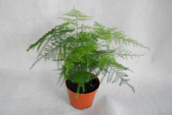 文竹施肥用什么肥料，文竹四季施肥要點