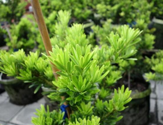 小葉羅漢松的養(yǎng)殖方法，老農(nóng)總結(jié)八大簡單易學(xué)的養(yǎng)殖技巧