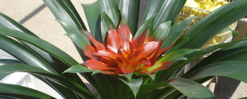 鴻運當(dāng)頭有毒嗎能放臥室嗎