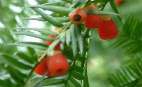 紅豆杉干枯后急救方法，教你四種方法輕松解決