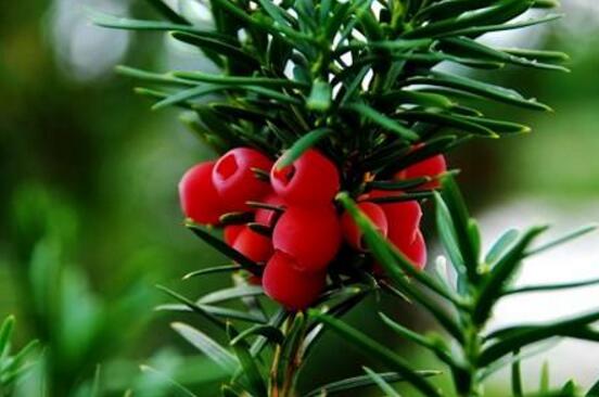 紅豆杉怎么換盆，三個簡單方法教你輕松學(xué)會