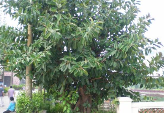 橡皮樹怎么養(yǎng)，牢記七個(gè)步驟就可養(yǎng)好