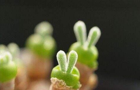 小碧光環(huán)可以移盆嗎，要選擇適宜的時(shí)間移栽