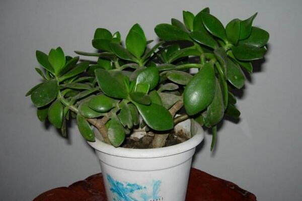 玉樹的養(yǎng)殖方法和病蟲害防治，詳細介紹四步養(yǎng)護三種病害