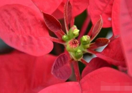 一品紅冬季怎么養(yǎng)，做好五個要點便可安然過冬