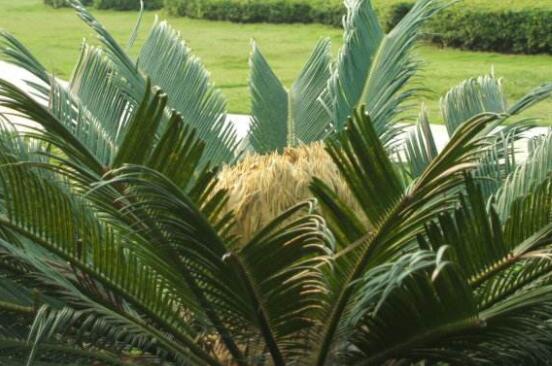 鐵樹開花有什么寓意，象征著大富大貴、吉祥瑞兆