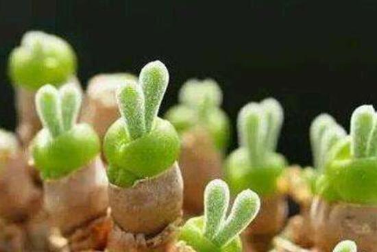 碧光環(huán)開花嗎，會(huì)開/從種植到開花需要5-7年(時(shí)間漫長)