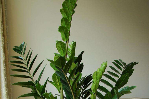 金錢樹秋天長(zhǎng)的快嗎