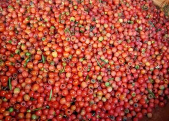 紅豆杉種子怎么種，做好這四點(diǎn)就會(huì)生根發(fā)芽