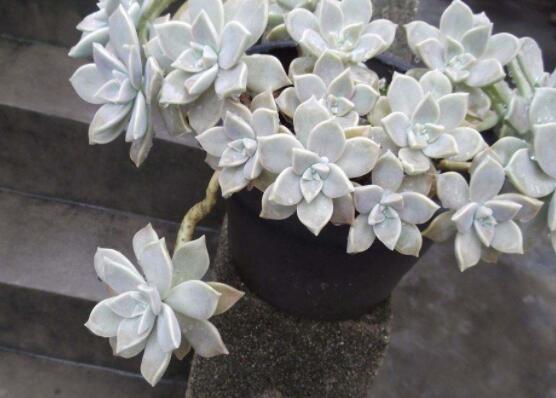 寶石花特點(diǎn)是什么，藥用價(jià)值是最大特色