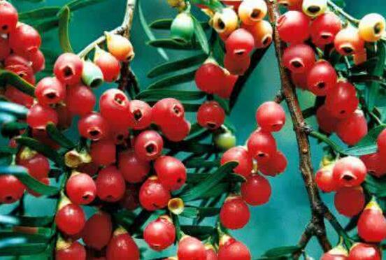 水杉與紅豆杉的區(qū)別，教你三種區(qū)別方法(葉子/果子/習(xí)性)