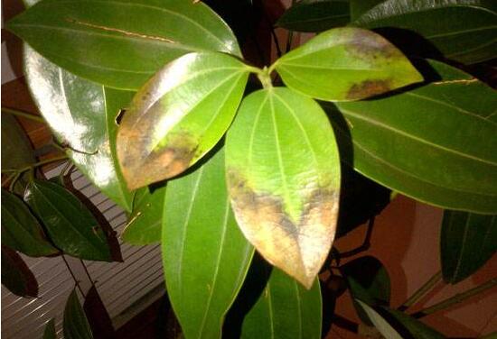 平安樹爛根怎么辦，平安樹爛根處理方法