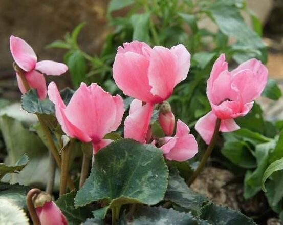 仙客來(lái)不長(zhǎng)新葉怎么辦，多半是盆土澆水光照導(dǎo)致