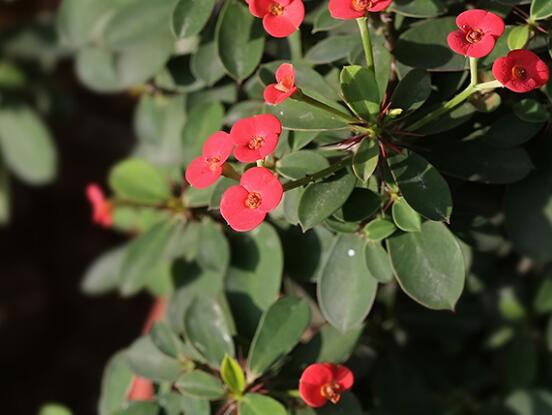 虎刺梅怎么扦插，擇10厘米健壯枝條/做好消毒處理