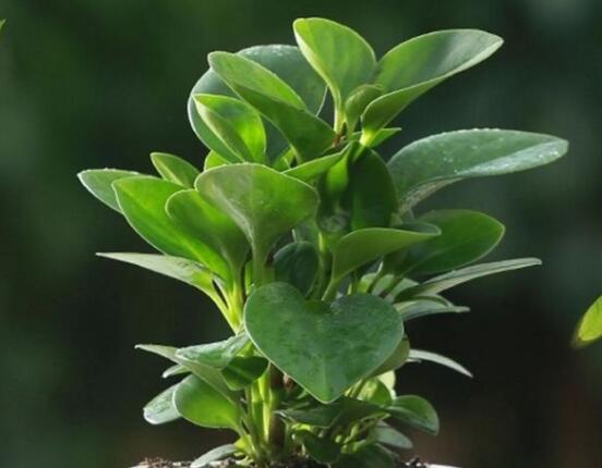 碧玉剪一小段能水培嗎，做好這簡(jiǎn)單四步可水培爆盆