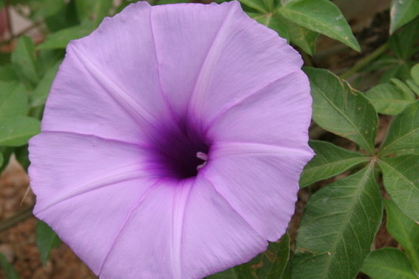 牽?；ㄏ奶炜梢园l(fā)芽么