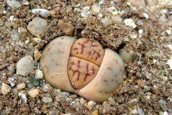 生石花干癟萎縮怎么辦，及時(shí)的找到原因并處理