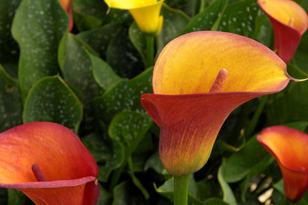 水培馬蹄蓮的養(yǎng)殖方法和注意事項(xiàng)