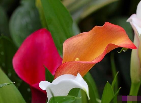 馬蹄蓮的養(yǎng)殖方法圖解，老農(nóng)總結(jié)六點最實用的基本方法