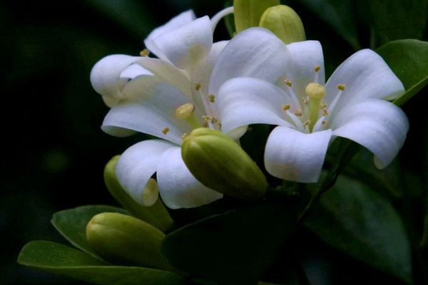 九里香怎么養(yǎng)家庭養(yǎng)法