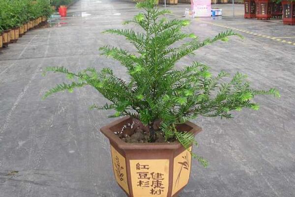 紅豆杉盆景養(yǎng)殖方法，做好這五步是關(guān)鍵