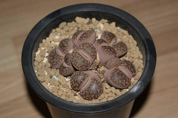 生石花如何移栽，5步即可完成生石花的移栽