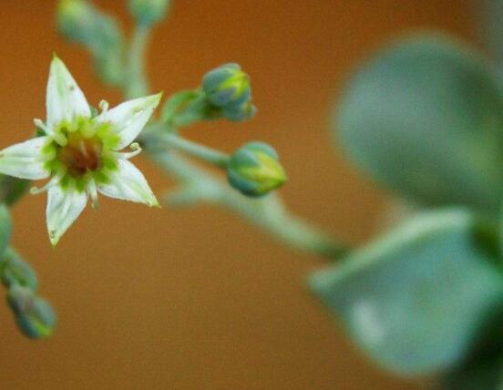 寶石花怎么澆水，不同季節(jié)不同澆水量(控水為主)