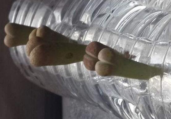 生石花怎么水培，教你四個基本步驟快速水培生根