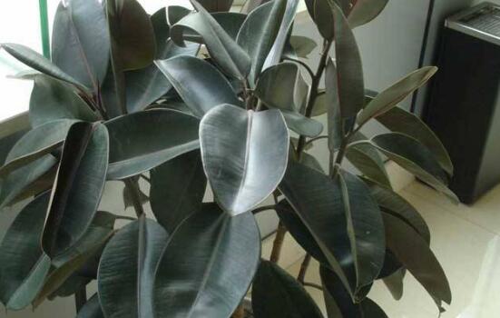 橡皮樹怎么養(yǎng)，牢記七個步驟就可養(yǎng)好