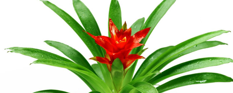 鴻運當頭冬天好養(yǎng)嗎