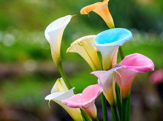 送馬蹄蓮花代表什么，不同顏色不同寓意(最深的祝福)