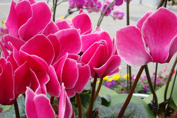 仙客來冬天怎么養(yǎng)