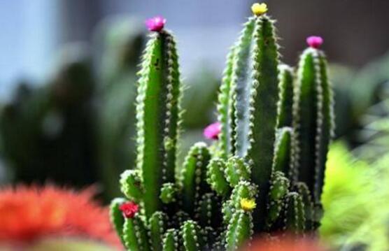 仙人掌喜歡陽光嗎，長日曬生長更健康