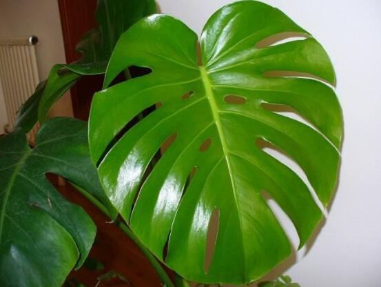 家里養(yǎng)龜背竹好嗎，吸收甲醛、凈化空氣、招財(cái)增壽