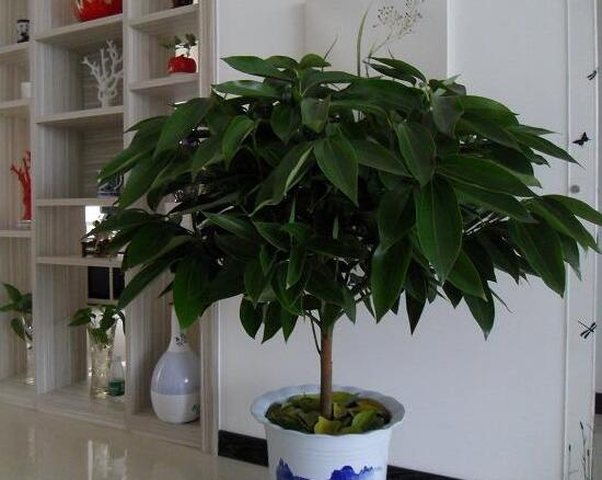 平安樹(shù)好養(yǎng)嗎，教你簡(jiǎn)單四種養(yǎng)殖方法/闔家幸福、萬(wàn)事如意