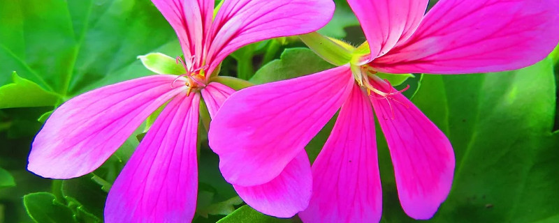 天竺葵冬天怕冷嗎可以放在室外養(yǎng)嗎