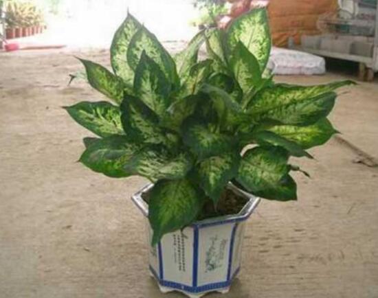 萬年青怎么繁殖，萬年青扦插方法圖解