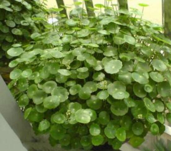 水培銅錢草葉子發(fā)黃怎么辦，四種原因以及解決方法