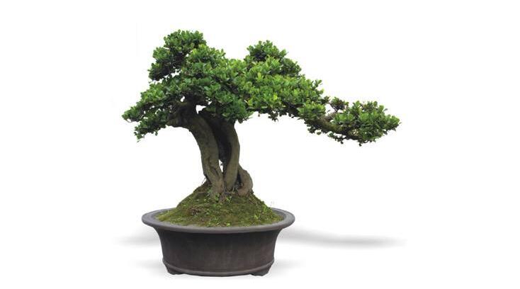 玉樹用什么土壤，最好使用沙土栽種