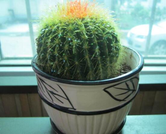 小仙人球的養(yǎng)殖方法和注意事項，老農(nóng)詳解七大最有效養(yǎng)殖方法