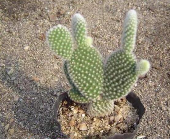 仙人掌怎么移植，用土覆蓋全根系、壓實土壤固定