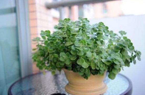 碰碰香能吃嗎，可食/泡茶泡酒香味濃郁、美味可口