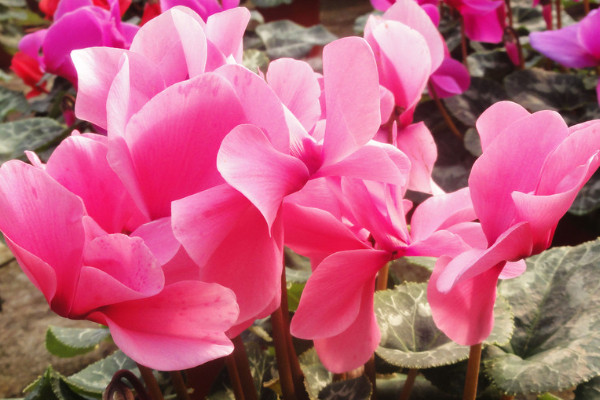 仙客來(lái)葉子卷是咋回事