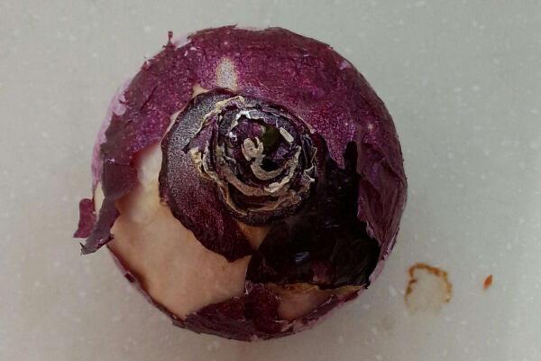 風(fēng)信子花謝了怎么處理，花謝了不要丟、保留種球來(lái)年還可以開(kāi)花