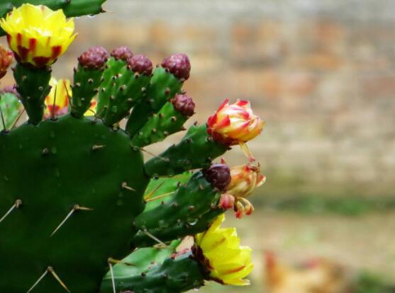 仙人掌幾年開花一次，短則3-5年開花/長則十幾年