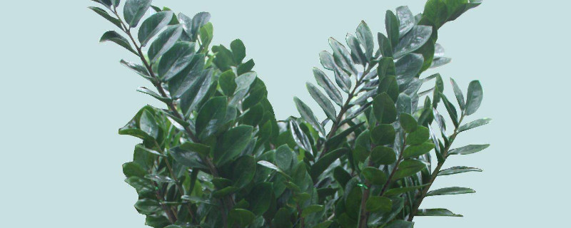 金錢(qián)樹(shù)秋季怎么養(yǎng)護(hù)