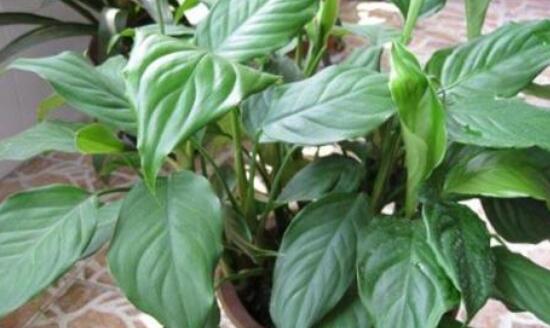 萬(wàn)年青的作用，凈化空氣、利尿、解毒