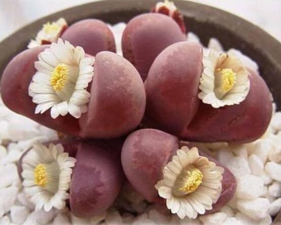 生石花移植方法，做好六點(diǎn)基本步驟成功率百分百