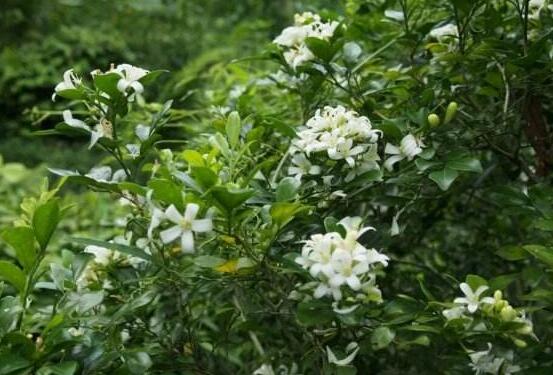 九里香盆栽的功效與作用，制作香精、活血化瘀