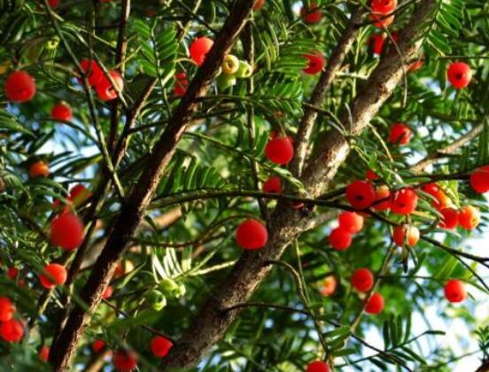 紅豆杉葉子干枯怎么辦，教你最有效三種解決方法